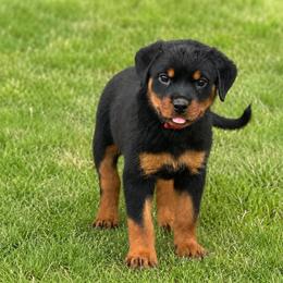 Girl 3 - Black and mahogany female Rottweiler puppy in Cleveland, Texas from Vom Haus Fantasy Rottweiler Kennel