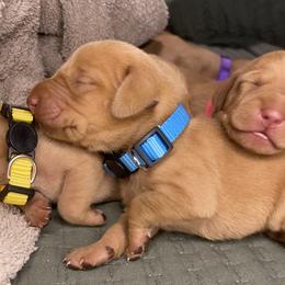 Boy 2 - Golden rust male Vizsla puppy in Riverview, Indiana from Kismet Vizslas