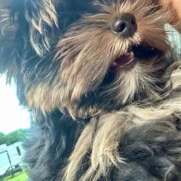 Nemo - Yorkshire Terrier