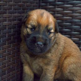 Pine - Wheaten male Soft Coated Wheaten Terrier puppy in Kirksville, Missouri from Ironwood Ridge Kennels