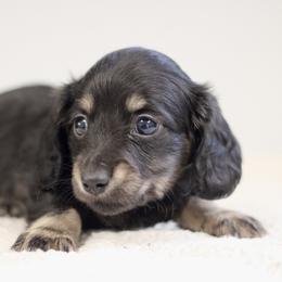 Victor - Black and cream male Dachshund puppy in Alto, Texas from Prima Dachshunds