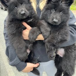 German Shepherd Puppies from Vom Schön Traumhund