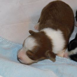 Girl 1 - Red Australian Shepherd puppy in Archer, Florida from GatorHeaven Aussies