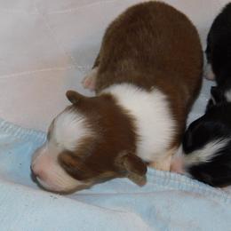 Girl 1 - Red Australian Shepherd puppy in Archer, Florida from GatorHeaven Aussies