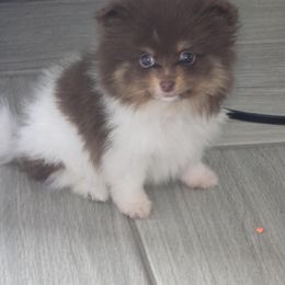Boy - Chocolate and tan male Pomeranian puppy in Buckeye, Arizona from BL Poms Heaven