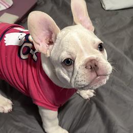 French Bulldogs from Clark II French Bulldogs