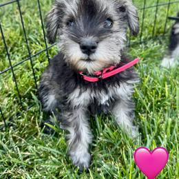Pink - Salt and pepper female Miniature Schnauzer puppy in Golden Ridge, Montana from Miniature Schnauzers