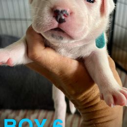 Staffordshire Bull Terrier Puppies from 1LoveStaffies-Hawaii