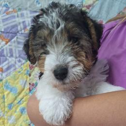 Max - White black and tan male Wire Fox Terrier puppy in Lancaster, Missouri from Missouri Meadows Farm