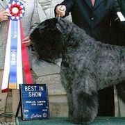 Bouvier des Flandres from Sleeping Lady Bouviers