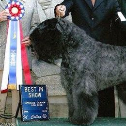 Bouvier des Flandres from Sleeping Lady Bouviers