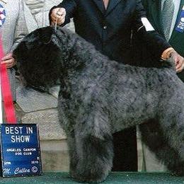 Bouvier des Flandres from Sleeping Lady Bouviers