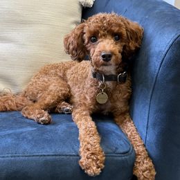 Roman - Poodle