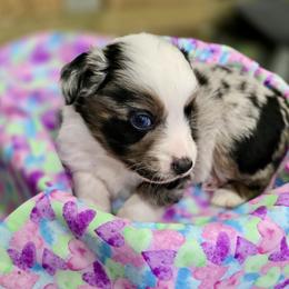 Peter Cottontail - Blue merle male Miniature Australian Shepherd puppy in Port Saint Lucie, Florida from Charlene Brannon's Mini Australian Shepherds