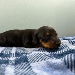 Acorn - Black and tan male Dachshund puppy in Live Oak, Florida from Johnson’s Weiner Farm