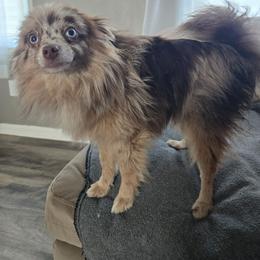 Cedric - Chocolate merle male Pomeranian puppy in Newport News, Virginia from Itty Bitty Poms