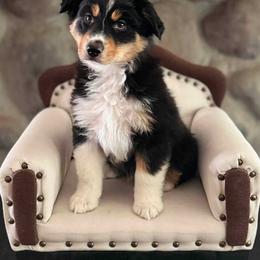 Cash - Black tri male Miniature American Shepherd puppy in Ellensburg, Washington from Wiggle Rump Ranch