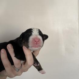 Green - Black rust and white male Bernese Mountain Dog puppy in Saratoga Springs, Utah from Berner Acre Woods