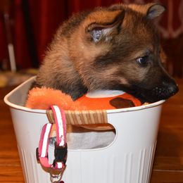Boy 4 - Sable German Shepherd puppy in Crown Point, Indiana from Nordwolfe