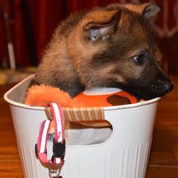 Boy 4 - Sable German Shepherd puppy in Crown Point, Indiana from Nordwolfe