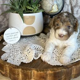 Stella - Merle female Bernedoodle puppy in Bells, North Carolina from Neighborhood Poodles & Doodles
