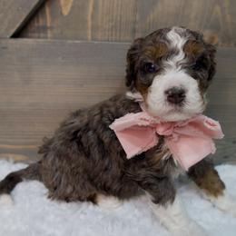 Clara - Merle female Bernedoodle puppy in Bowling Green, Ohio from Windy Creek Doodles