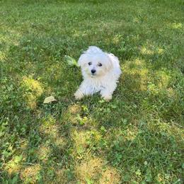 Peach Girl - White female Maltese puppy in Massachusetts from Happy Tail Yorkies and Maltese