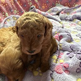 Goldendoodle Puppies from Miss Cindy’s Doodles