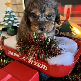 Mercury - Merle male Cockapoo puppy in Connersville, Indiana from MoonShine Babies