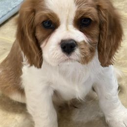 TIGGER - Blenheim male Cavalier King Charles Spaniel puppy in Albany, Georgia from Legend Cavaliers