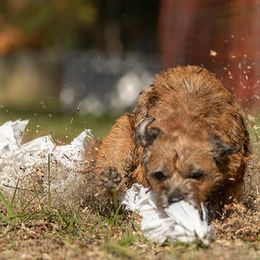 Border Terriers from BearFoot Border Terriers