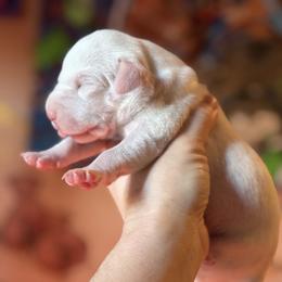 Male 1 - White and liver brown male Dalmatian puppy in Lake Mathews, California from Bully Market