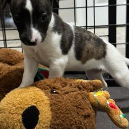 Girl 2 - Black brindle female Whippet puppy in Winter Garden, Florida from Infinity Whippets