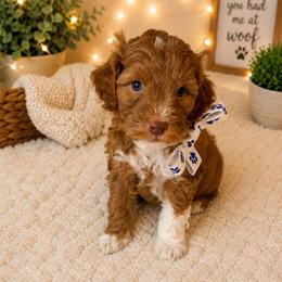 Rocket - Blue Collar - Apricot male Goldendoodle puppy in Huntsville, Alabama from Falcon Ridge Doodles