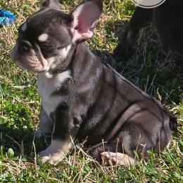 Juno - Tricolors female French Bulldog puppy in Celeste, Texas from Bullistik® Knl
