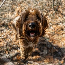 Maisie - Bernedoodle