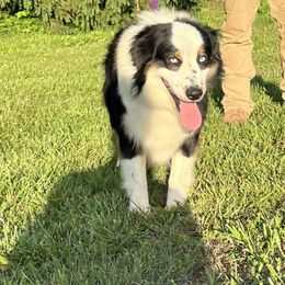 Legend - Australian Shepherd
