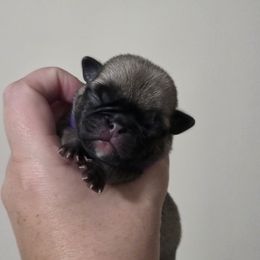 Girl 3 - Fawn female Pug puppy in Olin, North Carolina from Piggy Pugs