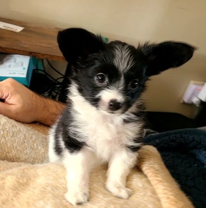Happy Paps in Ohio | Papillon puppies | Good Dog