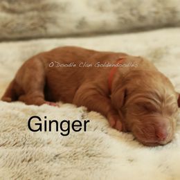 Goldendoodle Puppies from O’Doodle Clan Goldendoodles