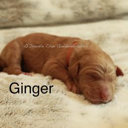 Goldendoodle Puppies from O’Doodle Clan Goldendoodles