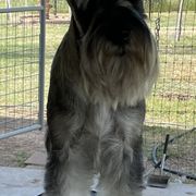 Miniature Schnauzer and Standard Schnauzer All Grown Up from Southcross Miniature Schnauzers and Standard Schnauzers