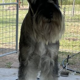 Miniature Schnauzer and Standard Schnauzer All Grown Up from Southcross Miniature Schnauzers and Standard Schnauzers