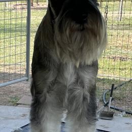 Miniature Schnauzer and Standard Schnauzer All Grown Up from Southcross Miniature Schnauzers and Standard Schnauzers