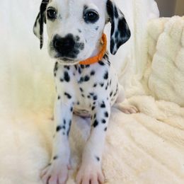 Miss Orange - White and black female Dalmatian puppy in Chehalis, Washington from Dalmatian Vacation