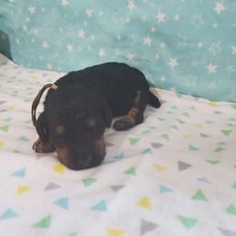 Kira - Phantom female Poodle puppy in Cleburne, Texas from Lone Star Standard Poodles LLC