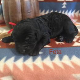Feta - Black female Schnoodle puppy in Pleasanton, Texas from Gooch Canines (Giant Schnoodles)