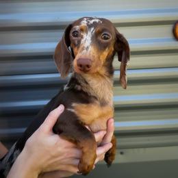 Izzy (Must read whole bio or I will not respond) - Dapple female Dachshund puppy in Lumber City, Georgia from Willow Run LLC