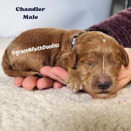 Goldendoodle puppies from Grace N Faith Doodles