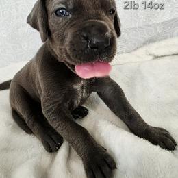 Nancy - Blue female Great Dane puppy in Bay City, Michigan from Monarch Danes